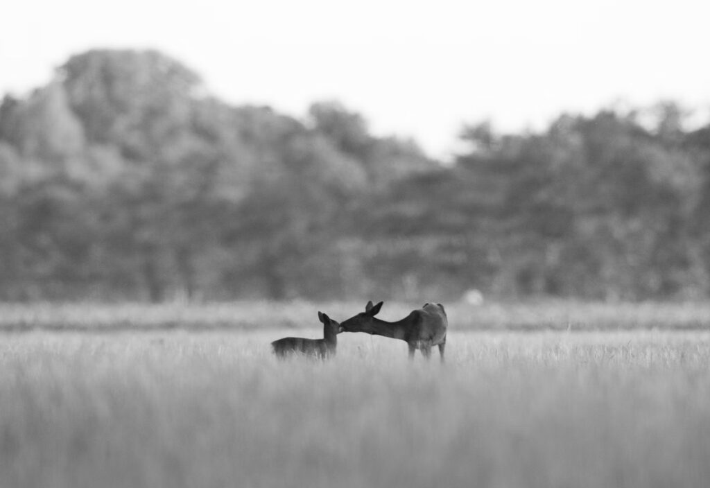 professional photographer in lakeway texas